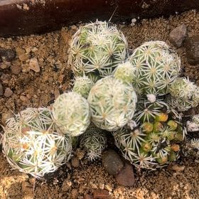 Photo of the plant species Rhinoceros Cactus by @WinCatnip24 named Orlando Bloom on Greg, the plant care app