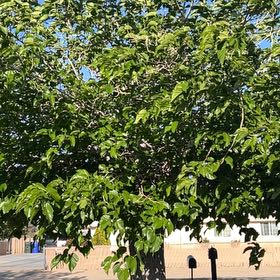 Photo of the plant species Black Mulberry by Daniel named Captain Plant-it on Greg, the plant care app