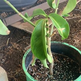 Photo of the plant species Puakenikeni by @TruthfulTupeia named Opo on Greg, the plant care app
