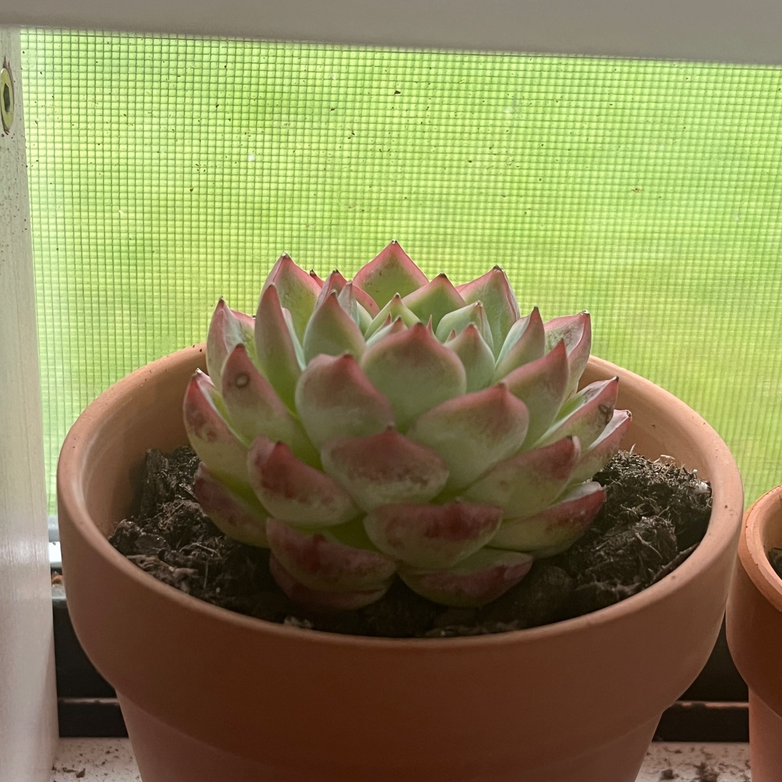 Photo of the plant species Echeveria Crystal Rose by @KeyCatpalm87 named Pink Echeveria on Greg, the plant care app