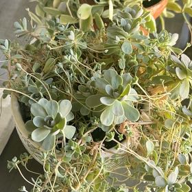 Photo of the plant species Orostachys iwarenge by @KeyCatpalm87 named Messi on Greg, the plant care app