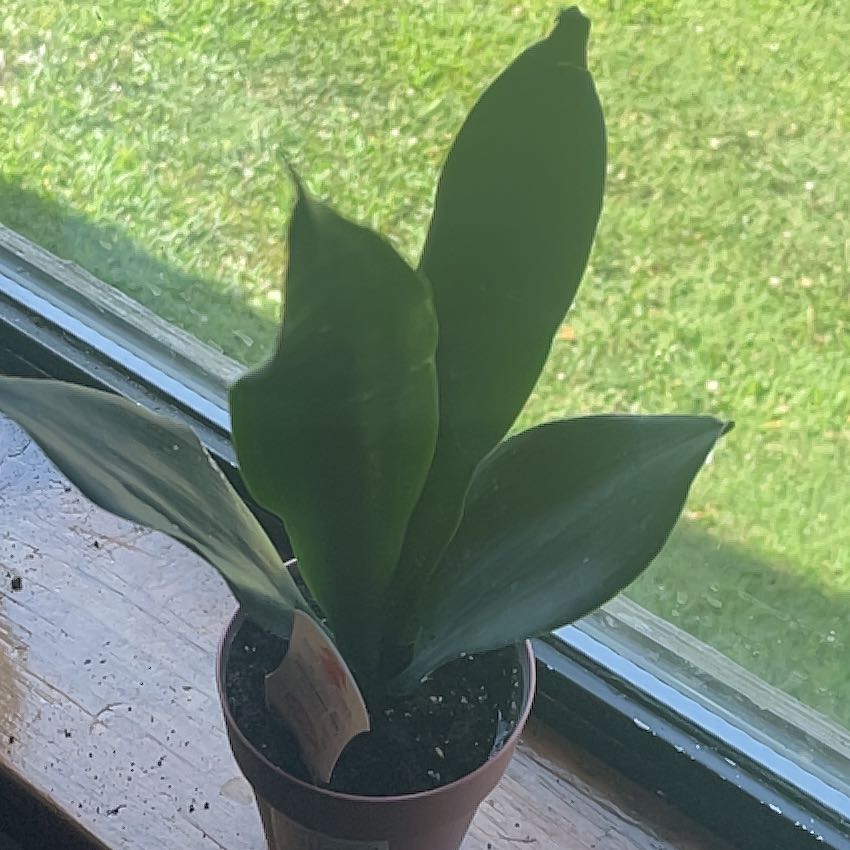 Photo of the plant species Snake Plant by @KeyCatpalm87 named Elina on Greg, the plant care app