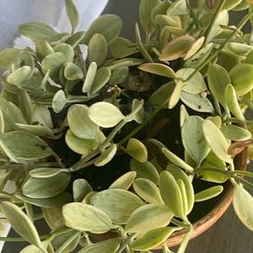 Photo of the plant species Silver Dollar Vine 'Album' by @KeyCatpalm87 named Leaf Erickson on Greg, the plant care app