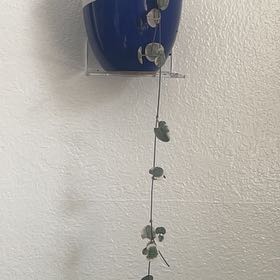 Photo of the plant species Ceropegia Woodii Variegata / String of Hearts Variegated by @KeyCatpalm87 named Dolores on Greg, the plant care app