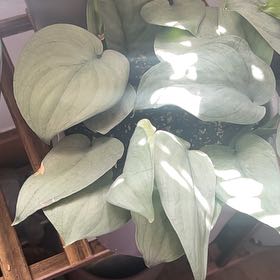 Photo of the plant species Satin Pothos by @KeyCatpalm87 named Maya on Greg, the plant care app