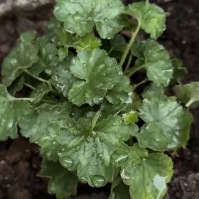 Photo of the plant species Heuchera 'Ruby Bells' by @YiftCordmoss named Willow on Greg, the plant care app