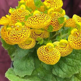 Photo of the plant species Marsh Marigold by @JazzyOrchid87 named Gobi on Greg, the plant care app