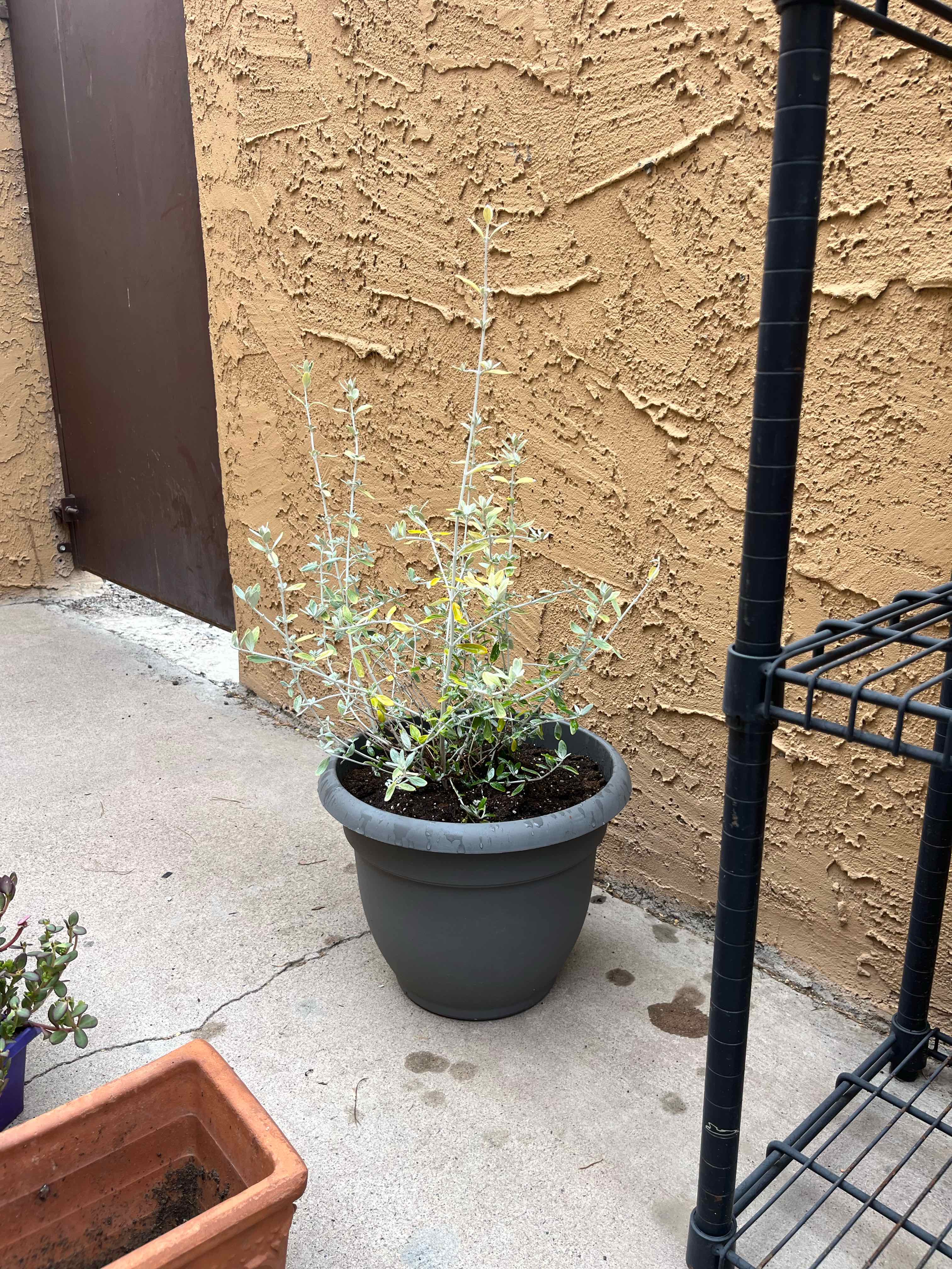Photo of the plant species Teucrium by @TopGreen59 named Fernie Saunders on Greg, the plant care app
