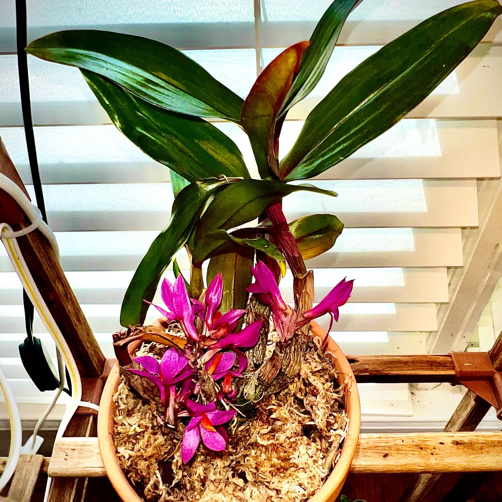 Photo of the plant species Dendrobium 'Hibiki' by @StarCentaury77 named Miley on Greg, the plant care app