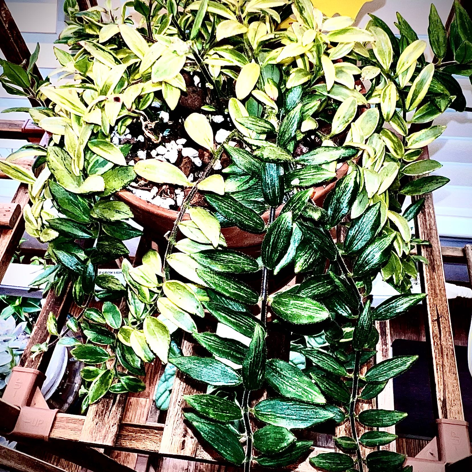 Photo of the plant species Bolero Bicolor Lipstick by @StarCentaury77 named Duke on Greg, the plant care app