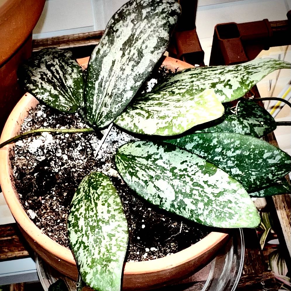 Photo of the plant species Hoya sigillatis silver by @StarCentaury77 named Peter Parker on Greg, the plant care app