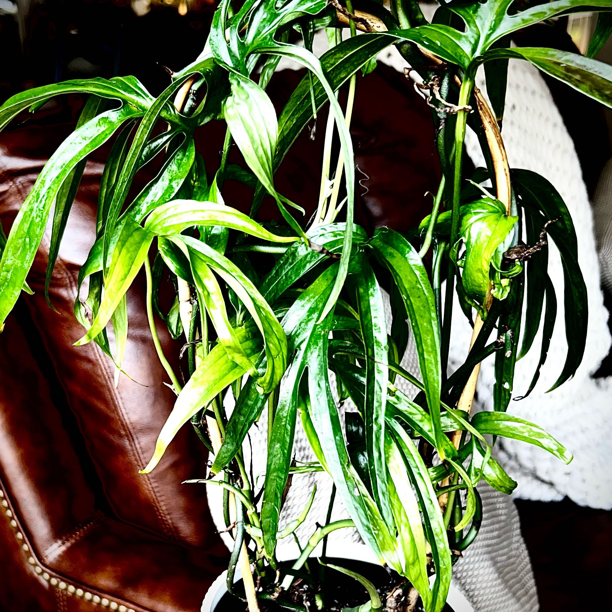Photo of the plant species zippelianum by @StarCentaury77 named Treeyoncé on Greg, the plant care app