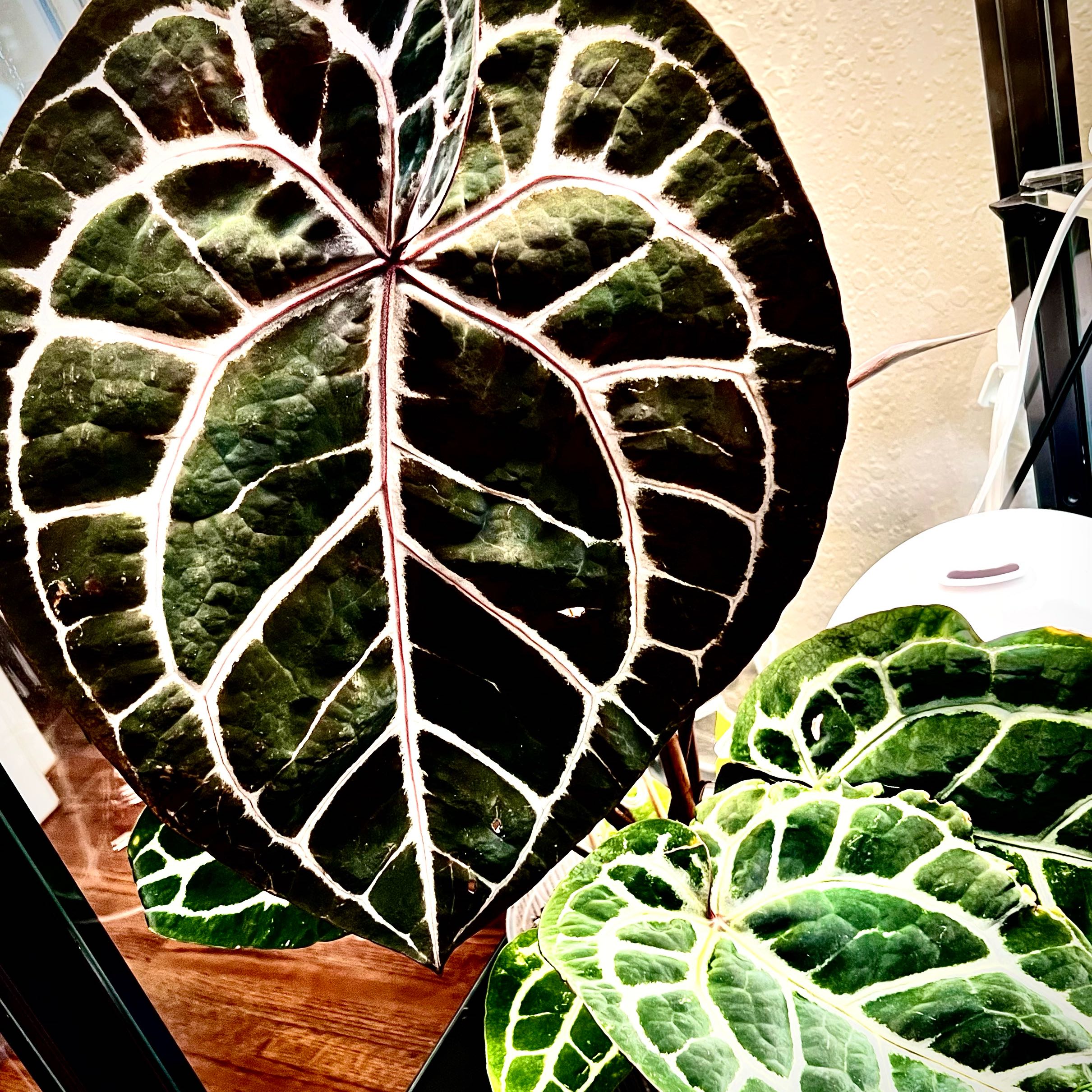 Photo of the plant species Anthurium Doc Block Michelle by @StarCentaury77 named Keanu Leaves on Greg, the plant care app