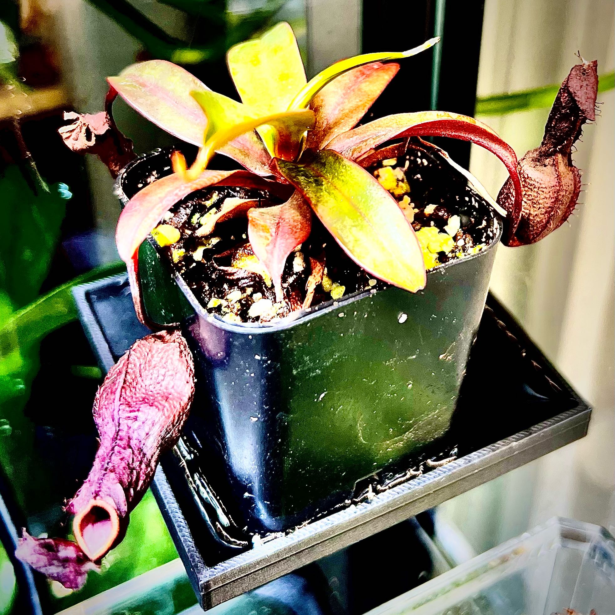 Photo of the plant species Nepenthes X 'Rebecca Soper' - Nepenthes gracillima 'Dark Red' X ventricosa by @StarCentaury77 named Diana on Greg, the plant care app