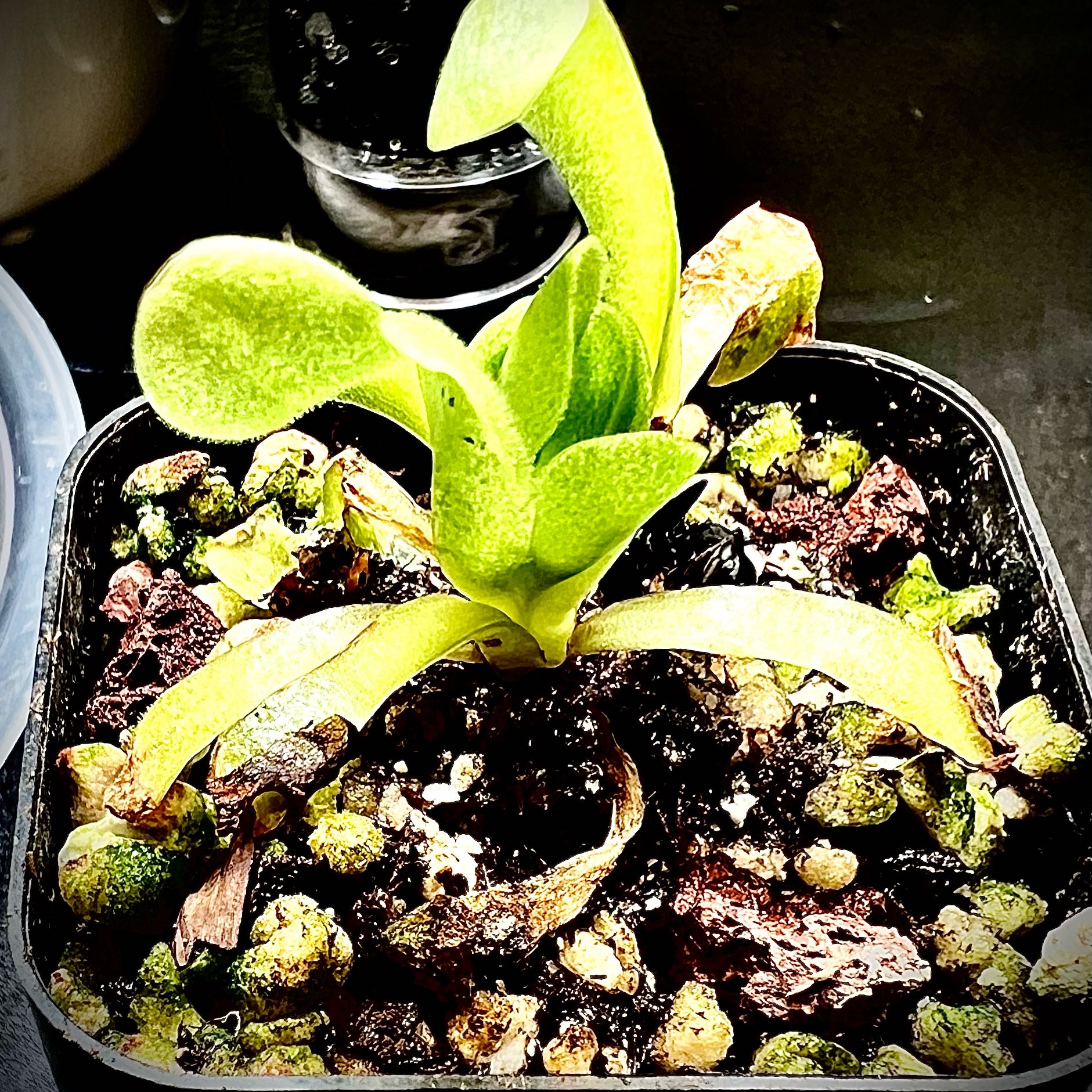 Photo of the plant species Dewey Rosette Butterwort by @StarCentaury77 named Robert Plant on Greg, the plant care app