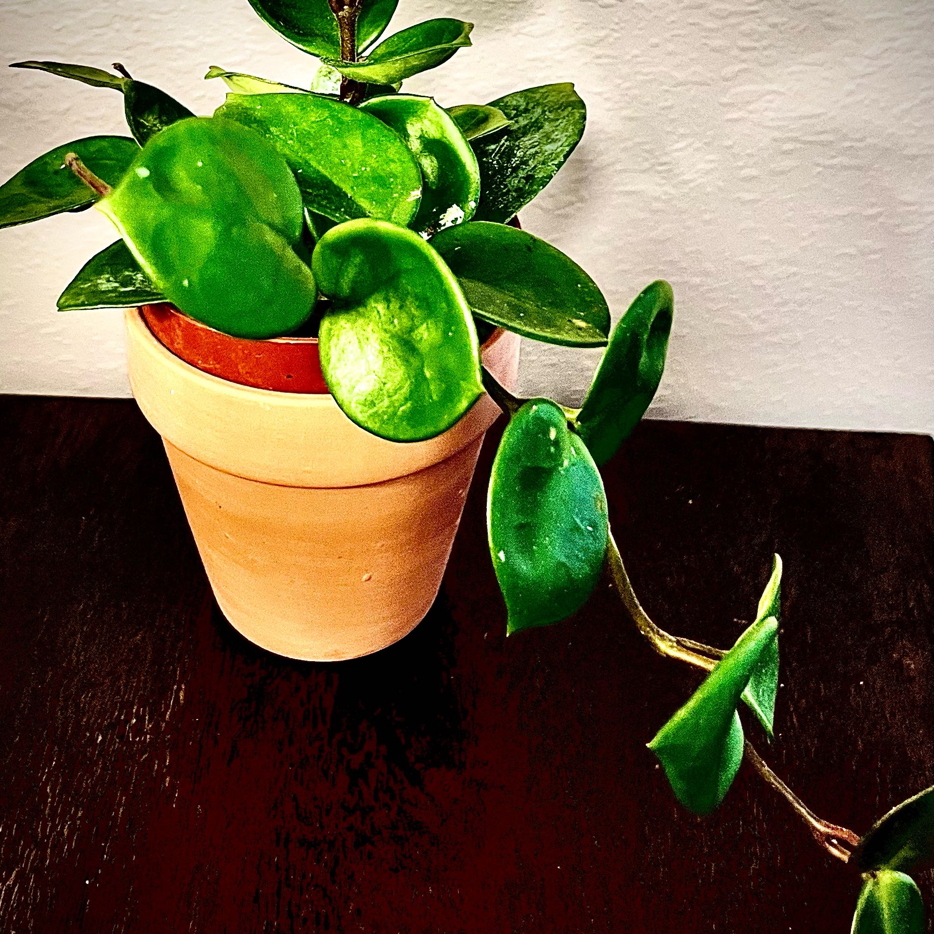 Photo of the plant species Hoya Amore by @StarCentaury77 named Sonora on Greg, the plant care app