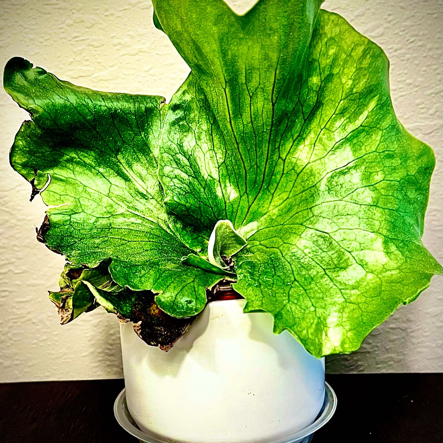 Photo of the plant species Wanda's Staghorn Fern by @StarCentaury77 named Sahara on Greg, the plant care app