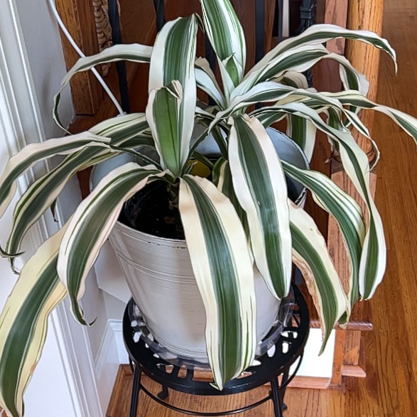 Photo of the plant species Dracaena 'White Aspen' by @StarCentaury77 named Zion on Greg, the plant care app