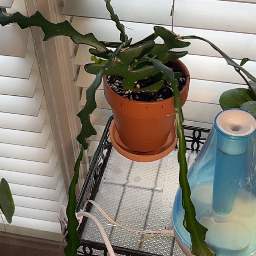 Photo of the plant species Ric Rac Cactus 'Album' by @StarCentaury77 named ChloroPhil on Greg, the plant care app