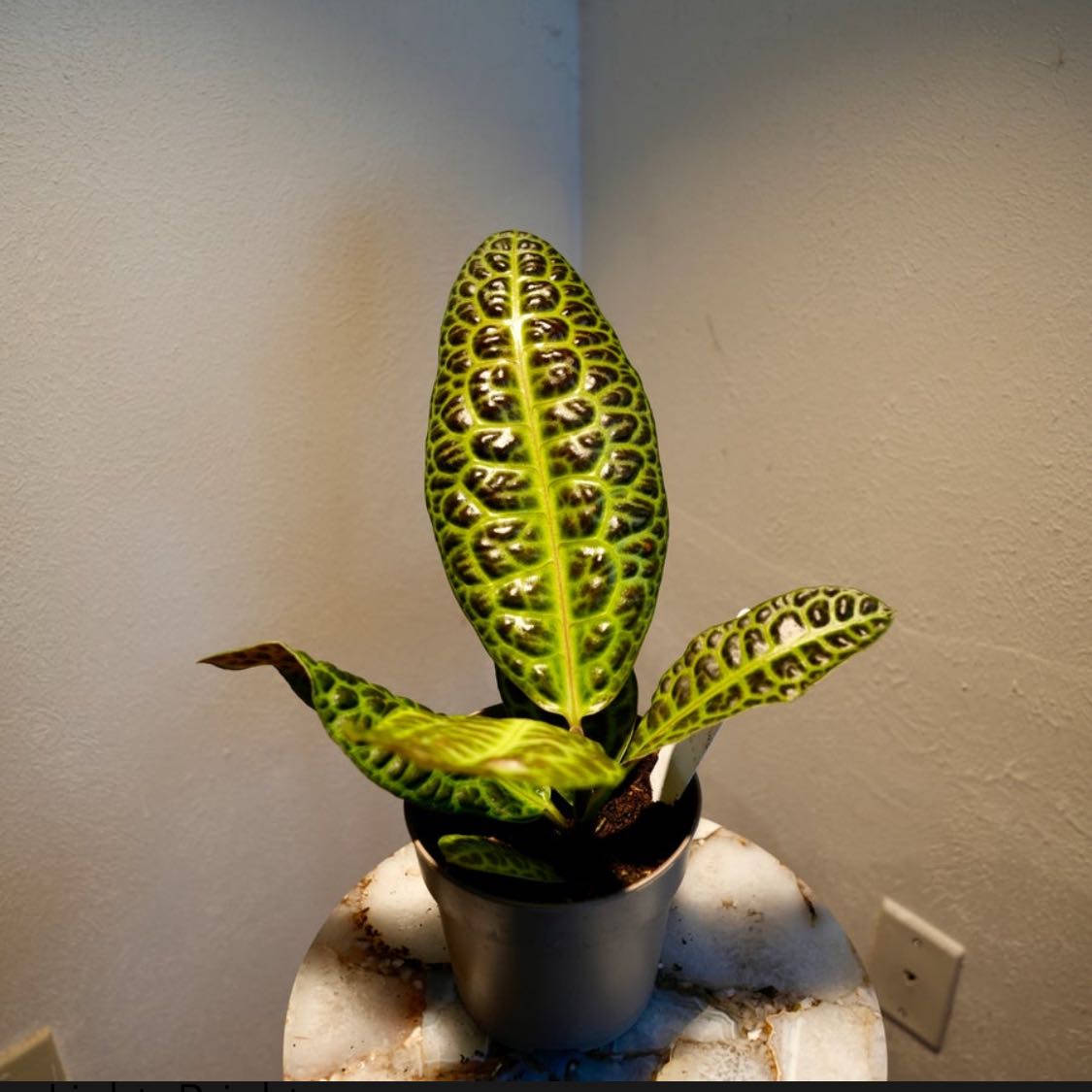 Photo of the plant species Labisia Turtle Back by @StarCentaury77 named Beckham on Greg, the plant care app