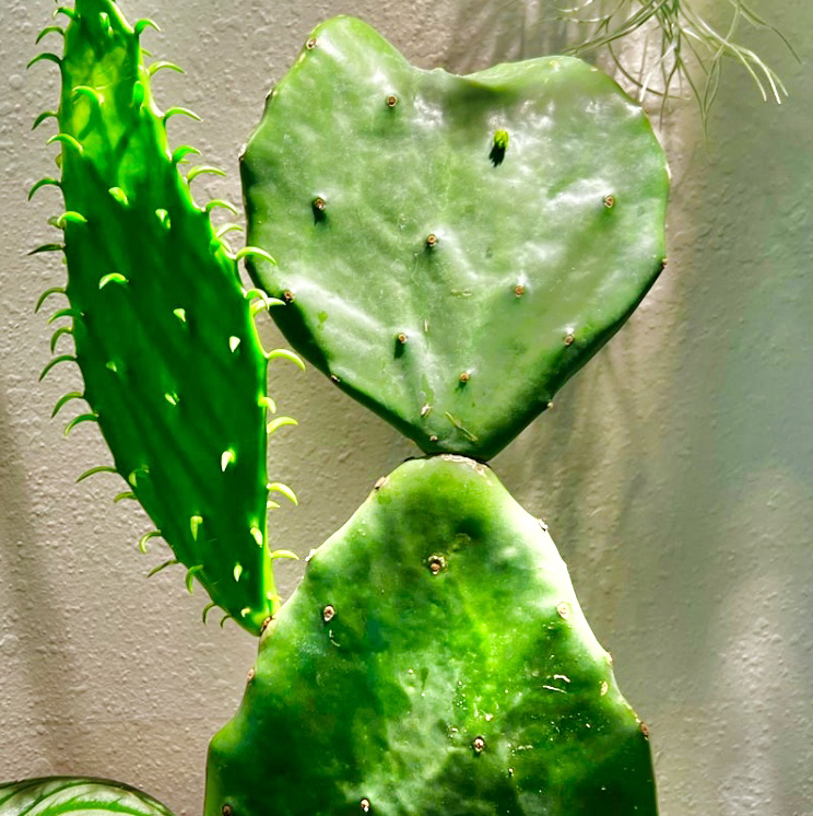Photo of the plant species Old Mexico Prickly Pear by @StarCentaury77 named Shakira on Greg, the plant care app