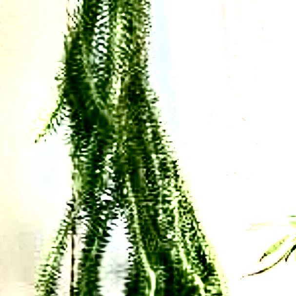 Photo of the plant species Rock Tassel Fern by @StarCentaury77 named Hemingway on Greg, the plant care app