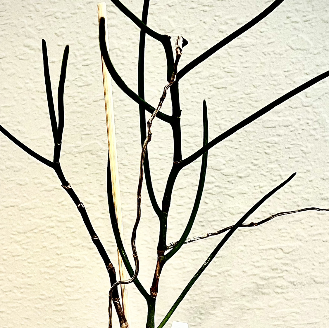 Photo of the plant species Orchid by @StarCentaury77 named Fernie Mercury on Greg, the plant care app