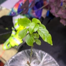 Photo of the plant species Justicia by @BonusOkra65 named Sigmund on Greg, the plant care app