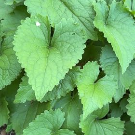 Photo of the plant species Lunaria Annua by @BabyRedsage11 named Duke on Greg, the plant care app