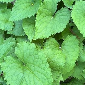 Photo of the plant species Garlic Mustard by @BabyRedsage11 named Darwin on Greg, the plant care app