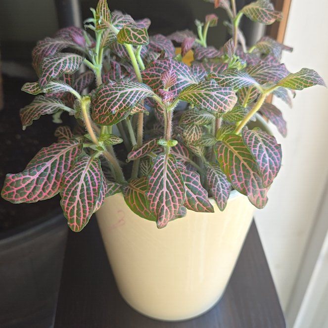 Photo of the plant species Pink Angel Fittonia by @BoldDyebush27 named Sahara on Greg, the plant care app