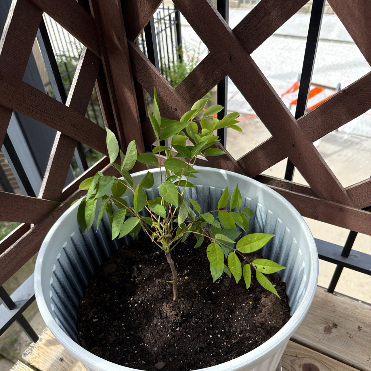 Photo of the plant species Blue Moon Wisteria by @UnbiasedFord named Ernie on Greg, the plant care app
