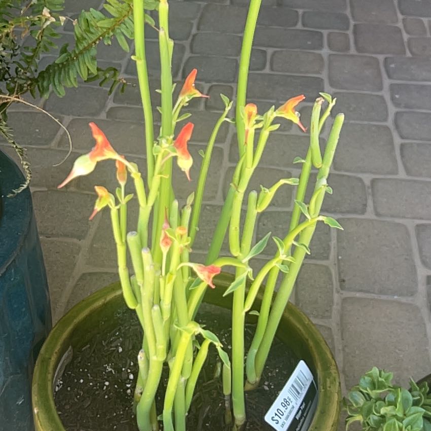 Photo of the plant species Pedilanthus macrocarpus by @NativeSeaoats79 named Plato on Greg, the plant care app