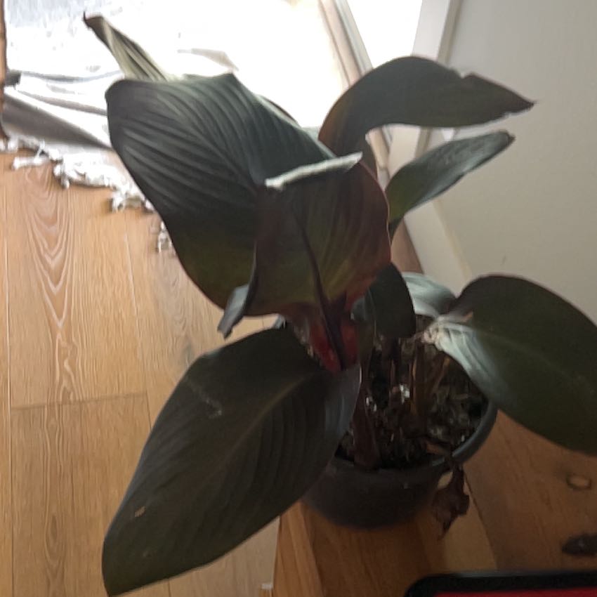 Photo of the plant species Canna Lily by @NativeSeaoats79 named Gregarious on Greg, the plant care app