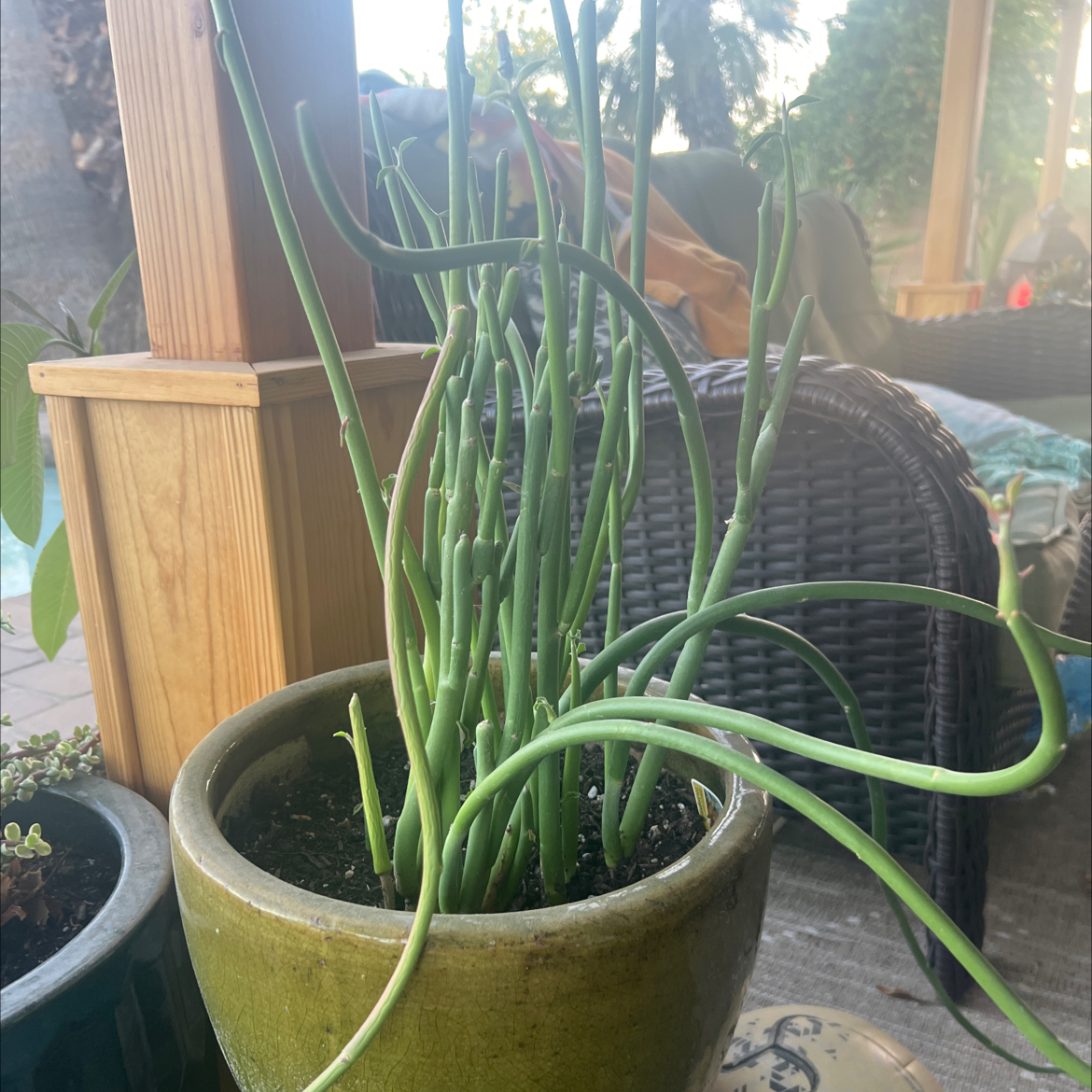 Photo of the plant species Pedilanthus macrocarpus by @NativeSeaoats79 named Plato on Greg, the plant care app