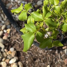 Photo of the plant species Floribunda Rose by @Saycaity named Drake on Greg, the plant care app