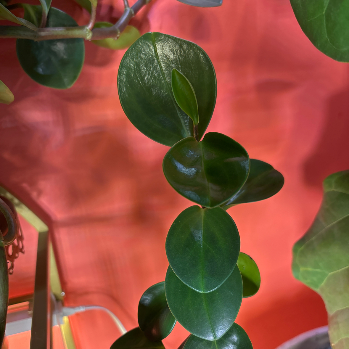 Photo of the plant species Jumbo Jade by @Saycaity named Dax on Greg, the plant care app