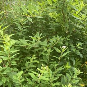 Photo of the plant species Willowleaf Meadowsweet by @ProfuseCashew44 named Orlando Bloom on Greg, the plant care app