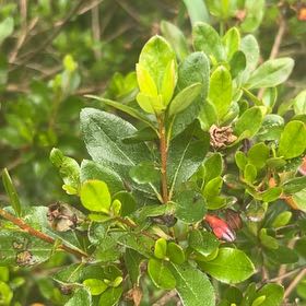 Photo of the plant species Leatherleaf by @ProfuseCashew44 named Keanu Leaves on Greg, the plant care app