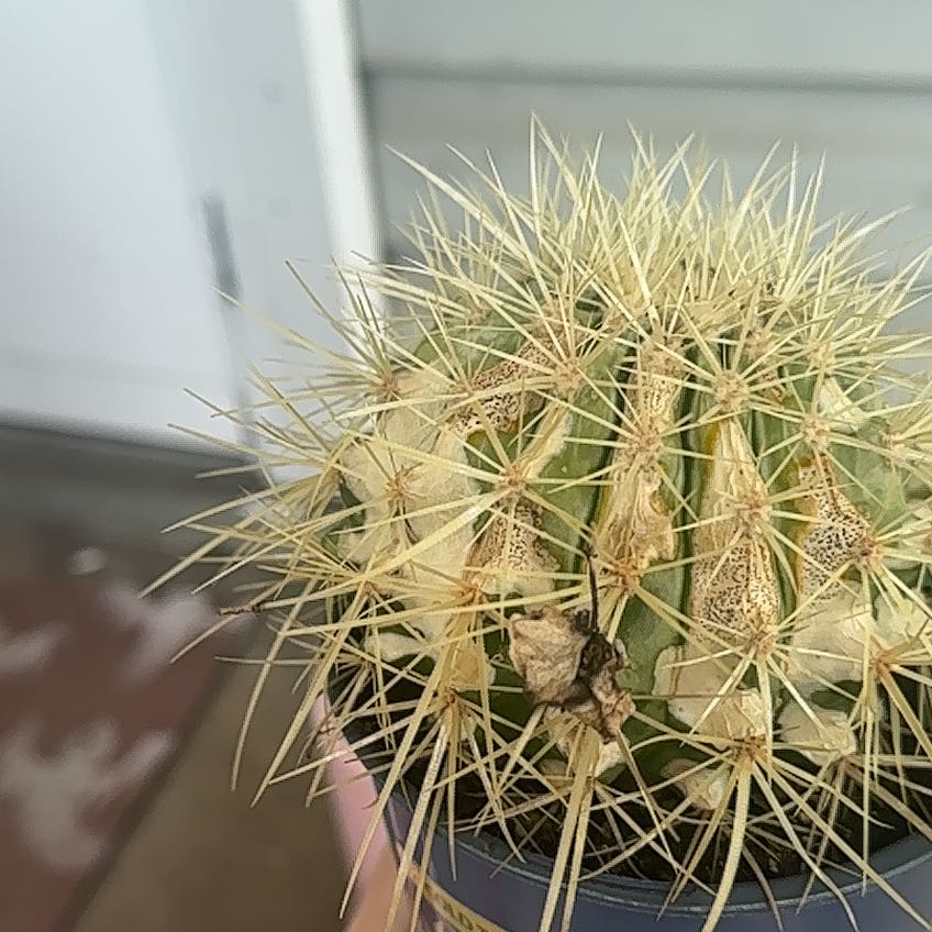Photo of the plant species Opuntia microdasys albata by @SleekAutumnfern named Oscar on Greg, the plant care app