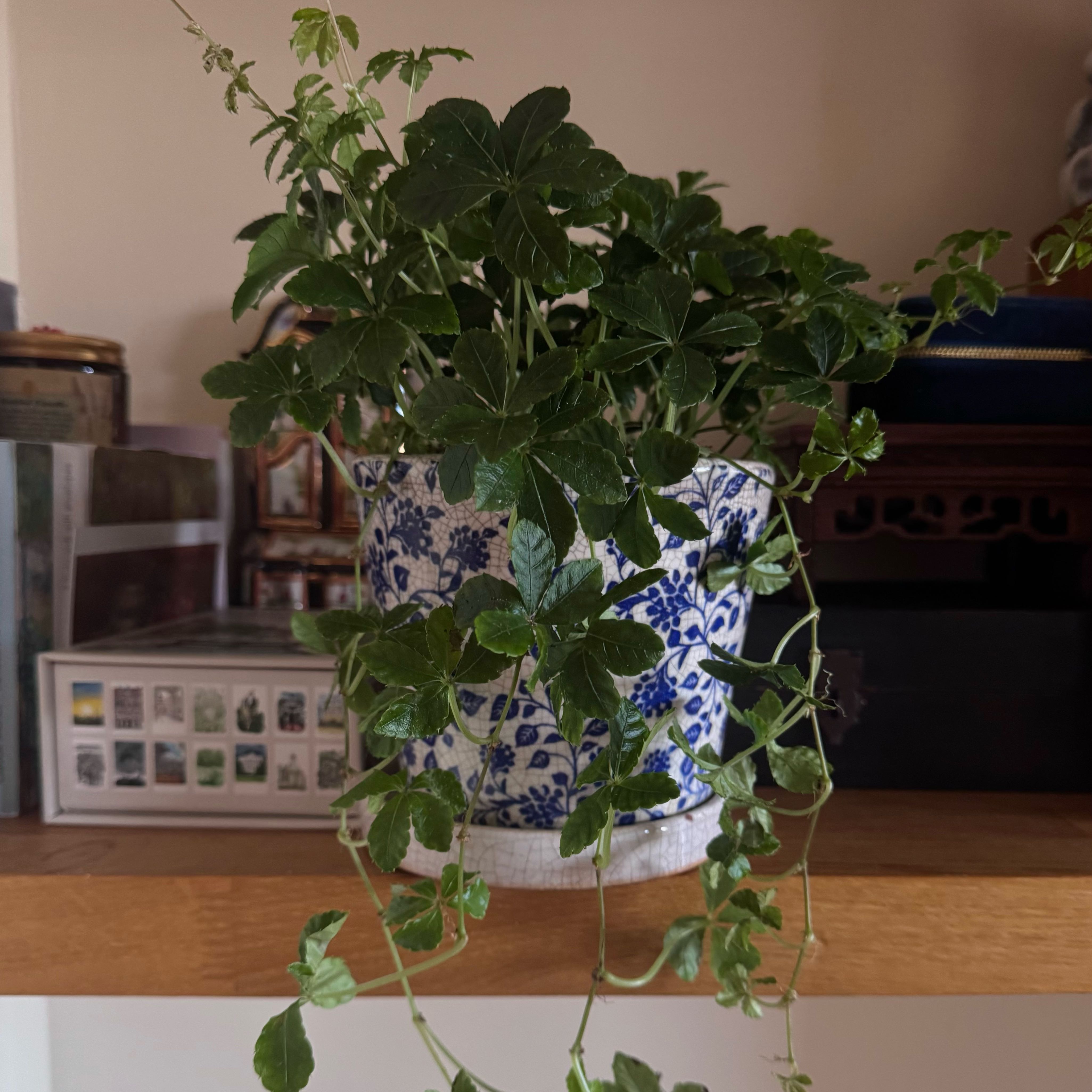 Photo of the plant species Cissus striata by @Synaloepha named Octavia on Greg, the plant care app