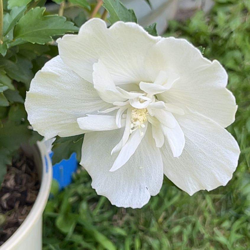 Photo of the plant species White Rose of Sharon by @FairMymumrose90 named Khaleesi on Greg, the plant care app