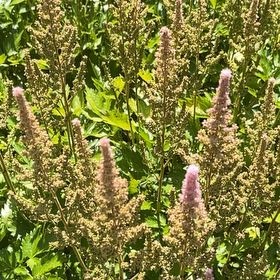 Photo of the plant species Steeplebush by @FairMymumrose90 named Aria on Greg, the plant care app