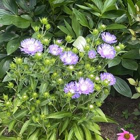 Photo of the plant species Stokes' Aster by @FairMymumrose90 named Lola on Greg, the plant care app