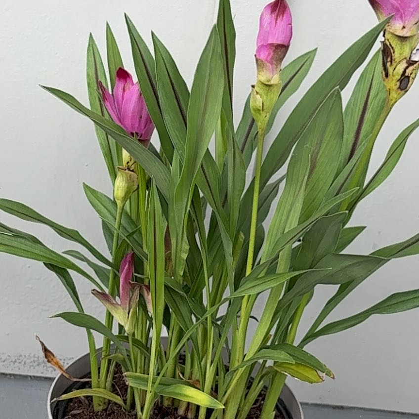 Photo of the plant species Curcuma 'Curleno' by @SugarAlfalfa15 named Zion on Greg, the plant care app