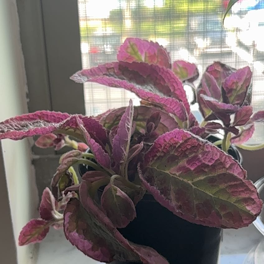 Photo of the plant species Episcia 'Pink Brocade' by @SugarAlfalfa15 named Lavender on Greg, the plant care app