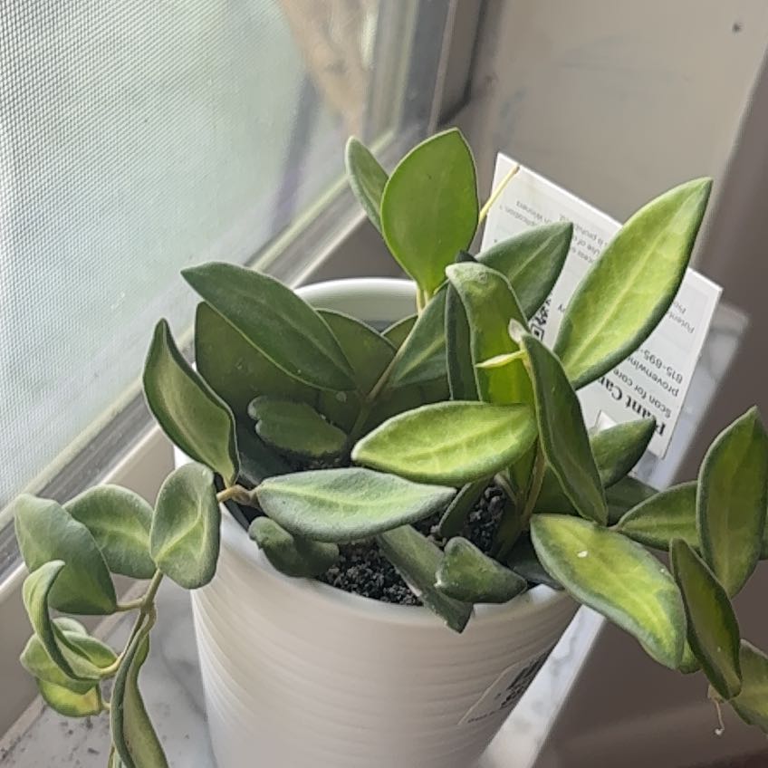 Photo of the plant species Hoya 'Rosita' by @SugarAlfalfa15 named Gaga on Greg, the plant care app