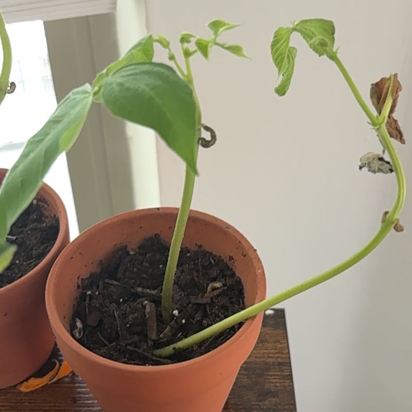 Photo of the plant species Burpee Stringless Green Pod by @SugarAlfalfa15 named Beckham on Greg, the plant care app