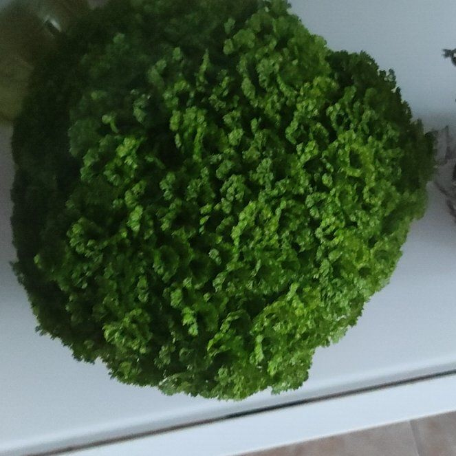 Photo of the plant species Meadow Spikemoss by @FreeCashew25 named Hugo on Greg, the plant care app
