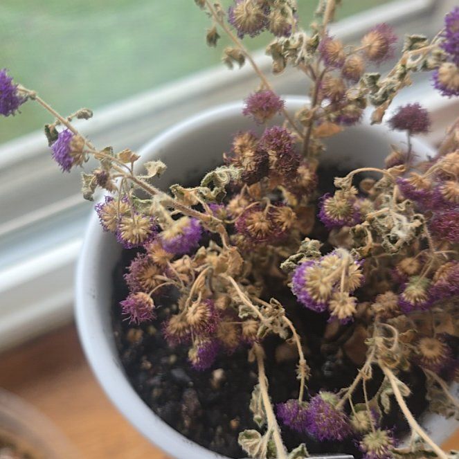 Photo of the plant species Ageratum 'Bumble Blue' by @SirChuparosa16 named Harper on Greg, the plant care app